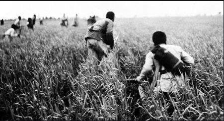 张宏良：帮助你了解自干伍与五毛党区别的两篇文章