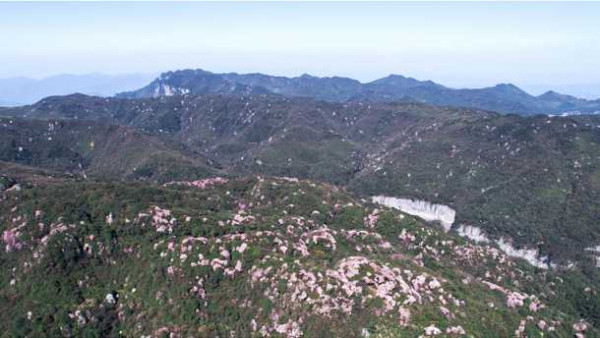 样板戏《杜鹃山》提出真问题：为什么砸开的铁镣又戴上？