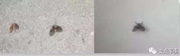 比731更邪恶，美国正秘密研制灭绝中俄的生物武器