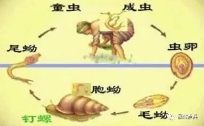 陈辉：回眸65年前毛主席领导人民抗击血吸虫病魔的伟大胜利