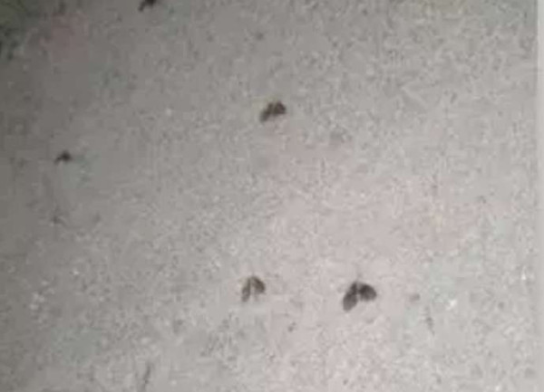 比731更邪恶，美国正秘密研制灭绝中俄的生物武器