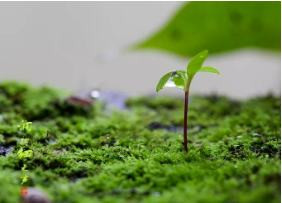 摩罗 ‖ 司马迁：担当道义的华夏