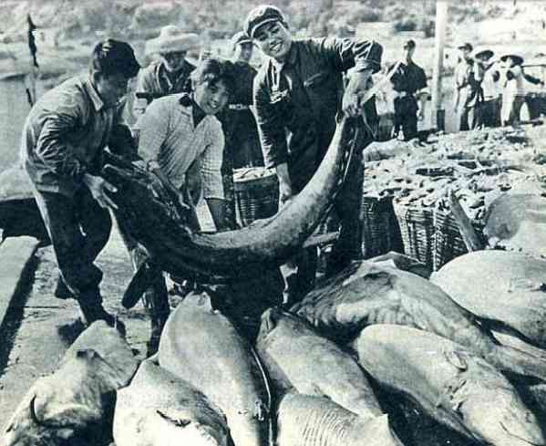 老照片:农业学大寨,旧貌换新颜,大寨精神美名扬