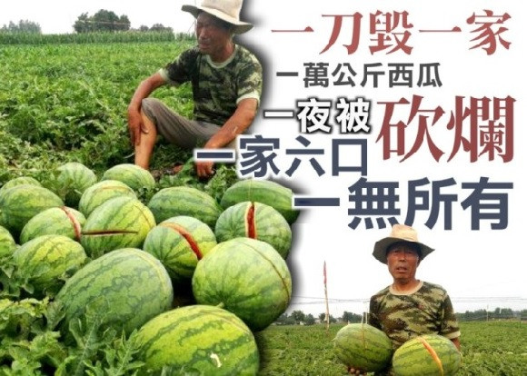 逾万公斤西瓜被劈烂　瓜农全家希望破灭