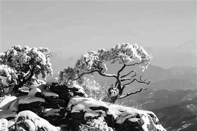 傲然挺立——沐雪经霜见风骨
