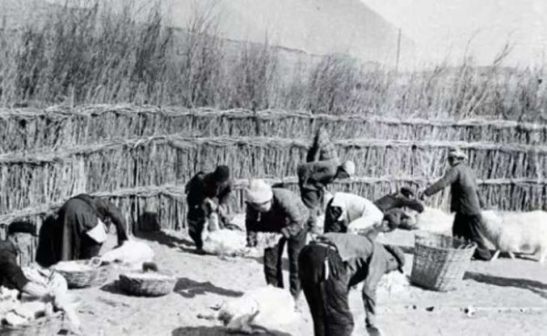 内蒙牧民自述:见证草原60年,我为何反对单干