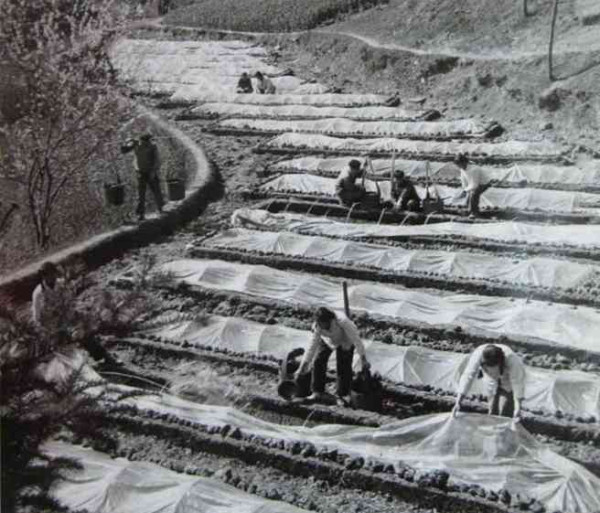 老照片：新中国70年代初期欣欣向荣的农村人民公社