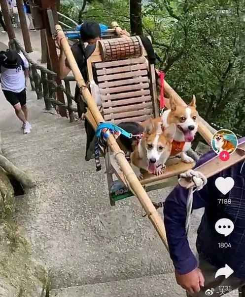 网红的狗坐轿子，富人的狗改历史