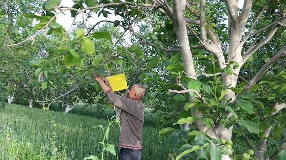 核桃树上挂黄牌 消灭害虫保增收
