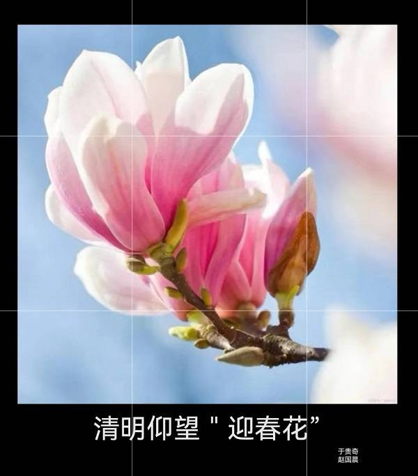清明仰望“报春花”