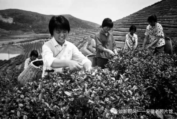 独家影像:安徽70年代的知青岁月