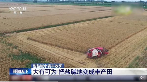 大有可为！耐盐碱小麦让盐碱地变丰收田