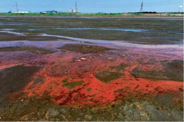 重磅！环渤海污染已触目惊心，地方政府各自为政、相互推诿