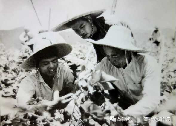 独家影像:安徽70年代的“知青”岁月