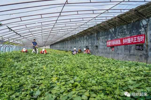 江宇:我在烟台,看到中国农村的未来