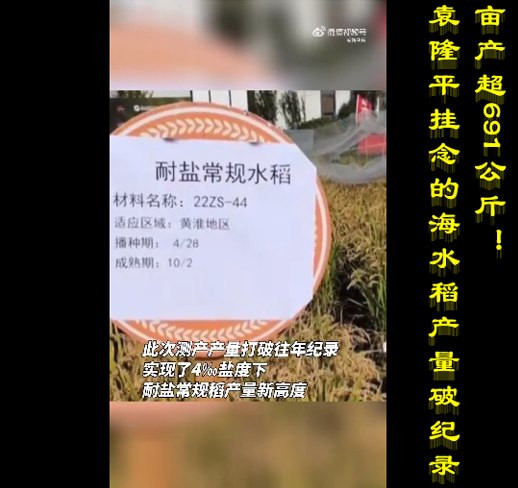 亩产超691公斤！袁隆平挂念的海水稻产量破纪录