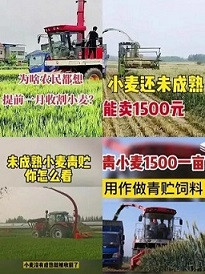 青贮小麦引发的粮食安全担忧，远远没有那么简单…