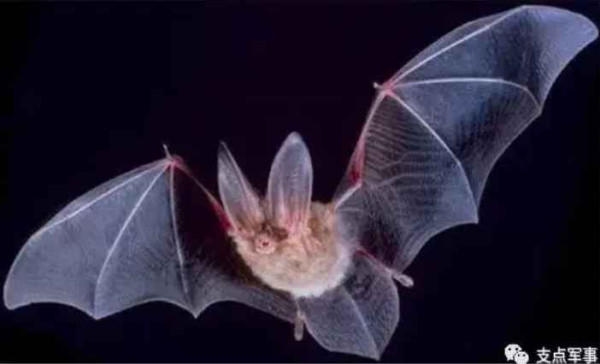 比731更邪恶，美国正秘密研制灭绝中俄的生物武器