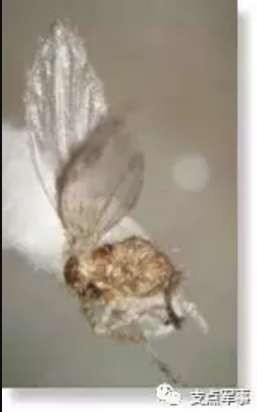 比731更邪恶，美国正秘密研制灭绝中俄的生物武器