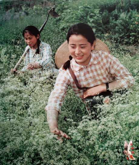 那个年代的宣传画集锦——赤脚医生