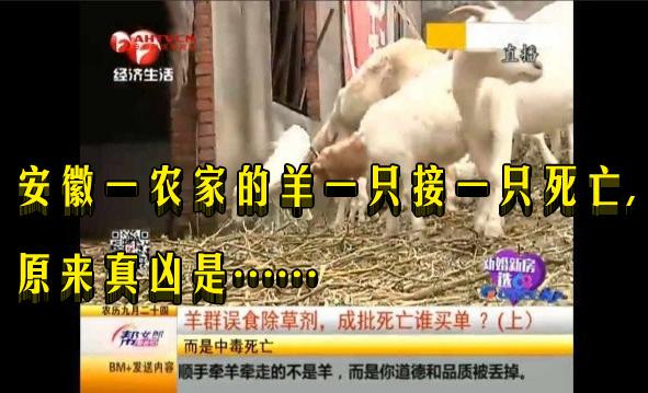  安徽一农家的羊一只接一只死亡, 原来真凶是……