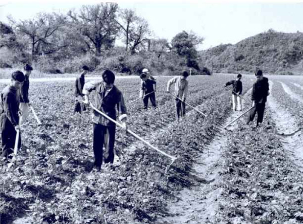 1950年代,农业合作化