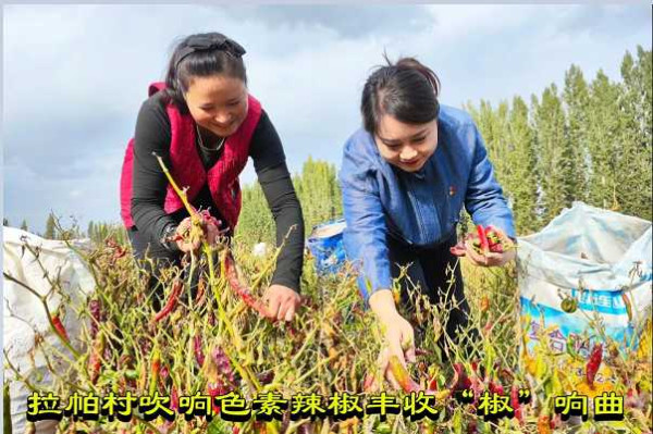 拉帕村吹响色素辣椒丰收“椒”响曲