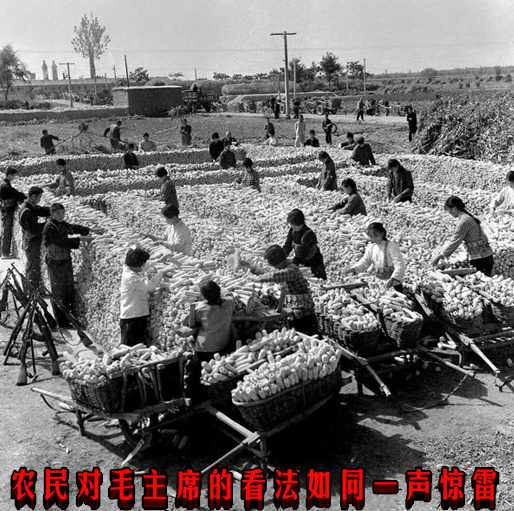 农民对毛主席的看法如同一声惊雷