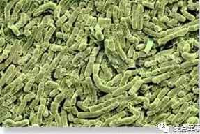 比731更邪恶，美国正秘密研制灭绝中俄的生物武器