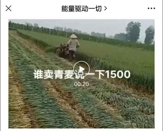 蒋高明 :青储小麦的经济账并不合算，其真实目的有待深挖