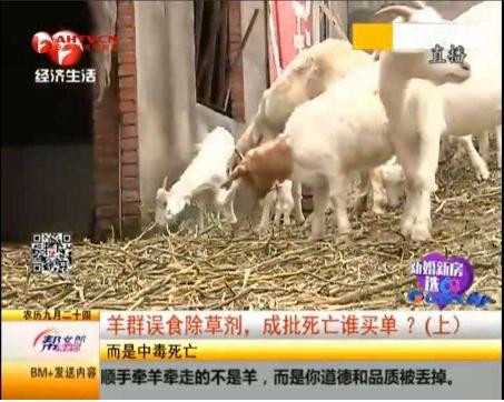  安徽一农家的羊一只接一只死亡, 原来真凶是……