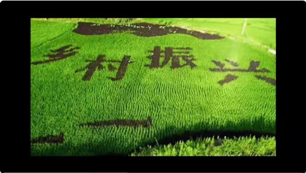毕节乡村：稻田里的集体劳动