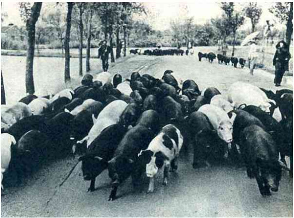 老照片:农业学大寨,旧貌换新颜,大寨精神美名扬