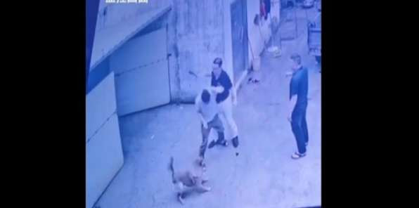 陈曾明丨人不如狗：恶霸是怎样长成的？