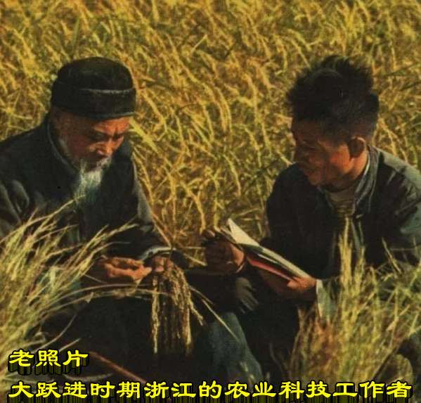 老照片 大跃进时期浙江的农业科技工作者