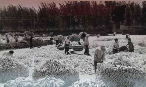 老照片：新中国70年代初期欣欣向荣的农村人民公社