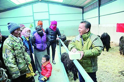 “牦牛专家”巴桑旺堆：把论文写在高原大地