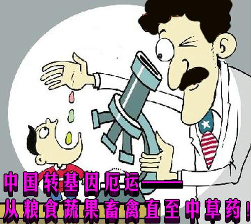 中国转基因厄运——从粮食蔬果畜禽直至中草药！