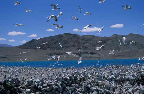 新藏公路——国防公路与中印战争