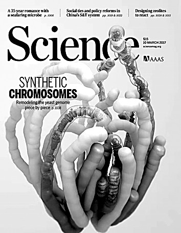 人工合成酵母染色体 打破生命与非生命界限