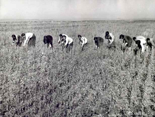 1950年代,农业合作化