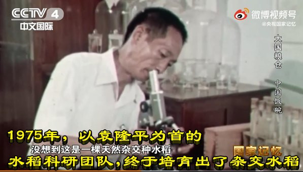1975年，以袁隆平为首的水稻科研团队，终于培育出了杂交水稻