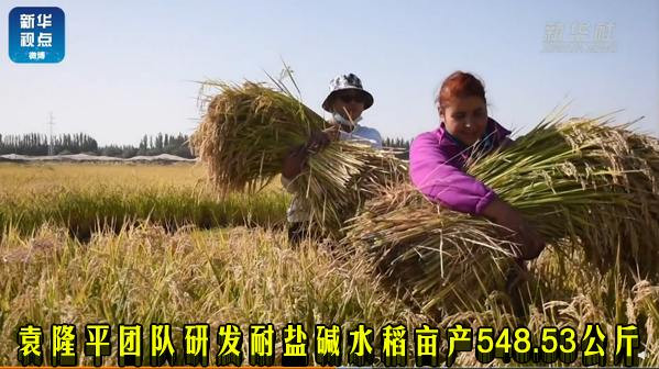 袁隆平团队研发耐盐碱水稻亩产548.53公斤