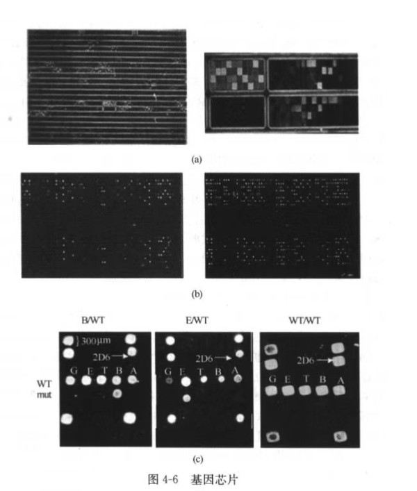 关于论述无产阶级向无用阶级的转变