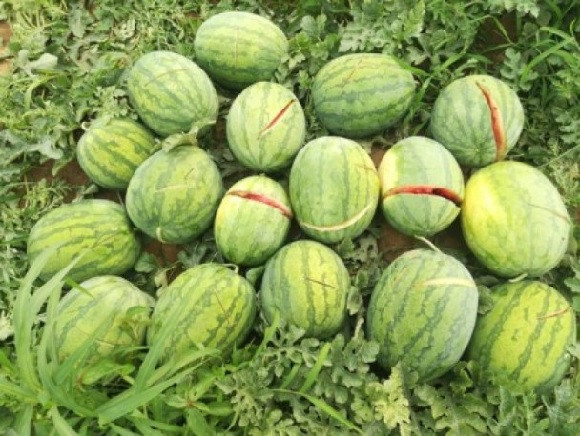 逾万公斤西瓜被劈烂　瓜农全家希望破灭