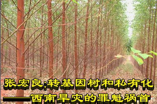 张宏良：转基因树和私有化——西南旱灾的罪魁祸首