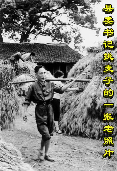 县委书记挑麦子的一张老照片