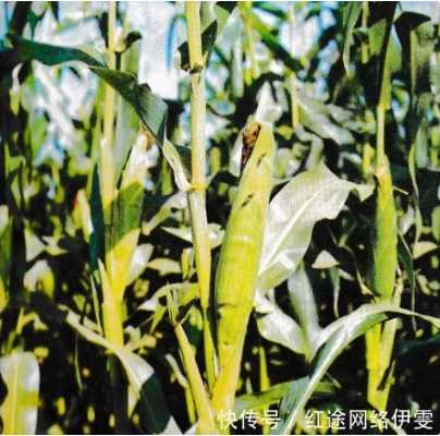 70年代朝鲜老照片