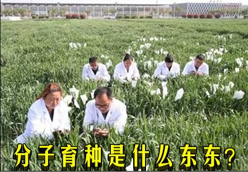 分子育种是什么东东?