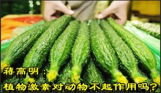 蒋高明：植物激素对动物不起作用吗？
